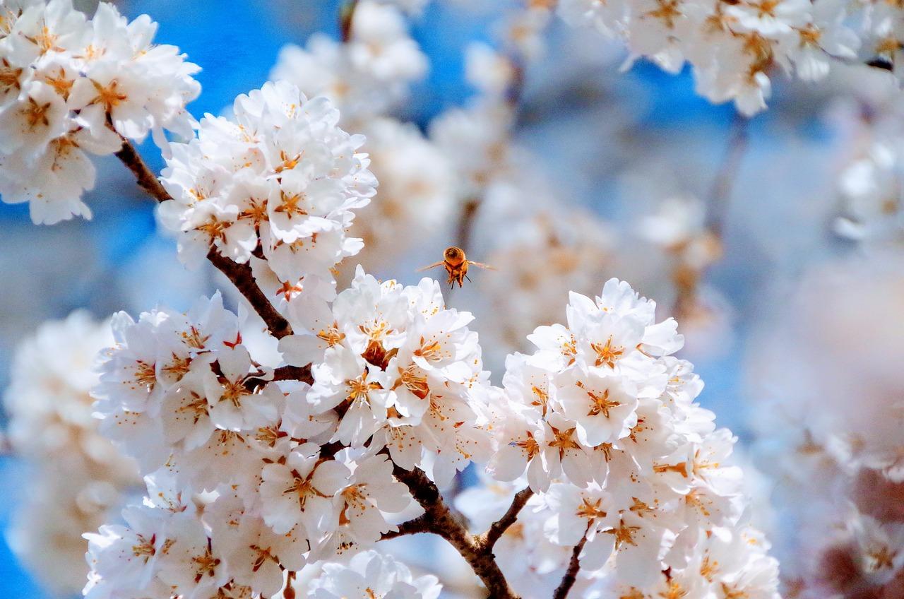 The Symbolism of Renewal